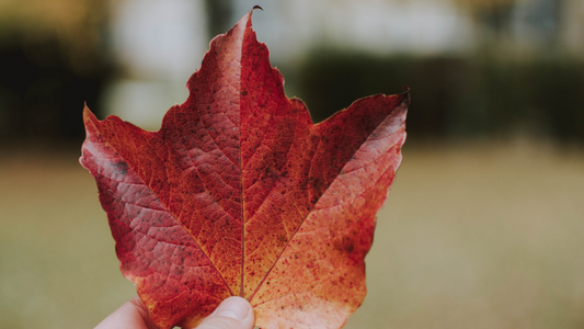 Embrace the Fall: Your Guide to Health and Well-Being in Autumn